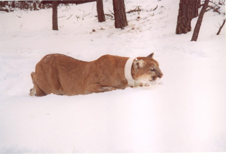 The Black Hills are thick with lions. But those that leave are unlikely to repopulate the East, study finds.