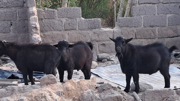 The mystery of Bomigo: an island of divine laws, sacred goats, and unwavering traditions
