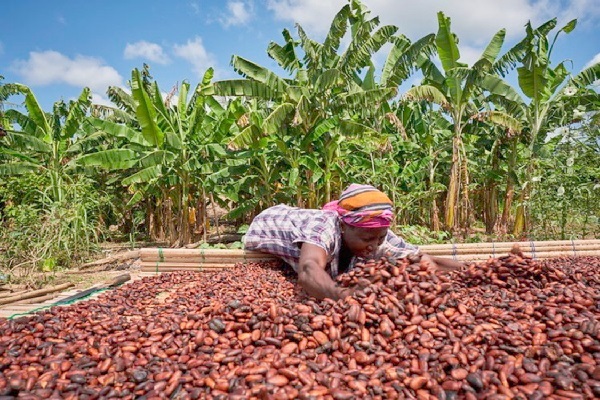 Ivory Coast’s mid-crop cocoa output expected to drop around 40% due to long drought, exporters say