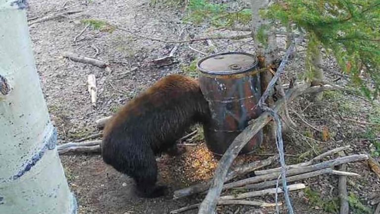 When Hunting Black Bears In Wyoming, Don’t Get Mauled By A Hangry Grizzly