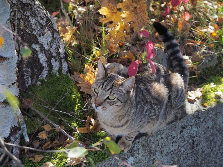 Maryland man found dead at Atlantis resort in the Bahamas