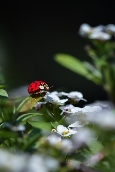 American man’s death in Bahamas leaves family with questions