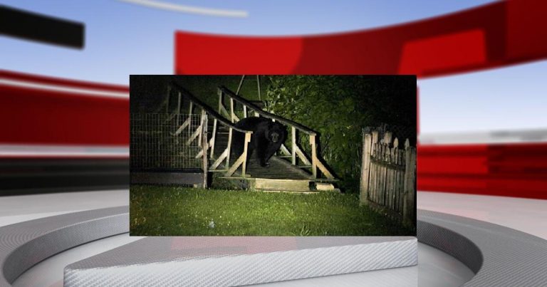 Kentucky wildlife officials warn of increased black bear sightings this summer | Local News