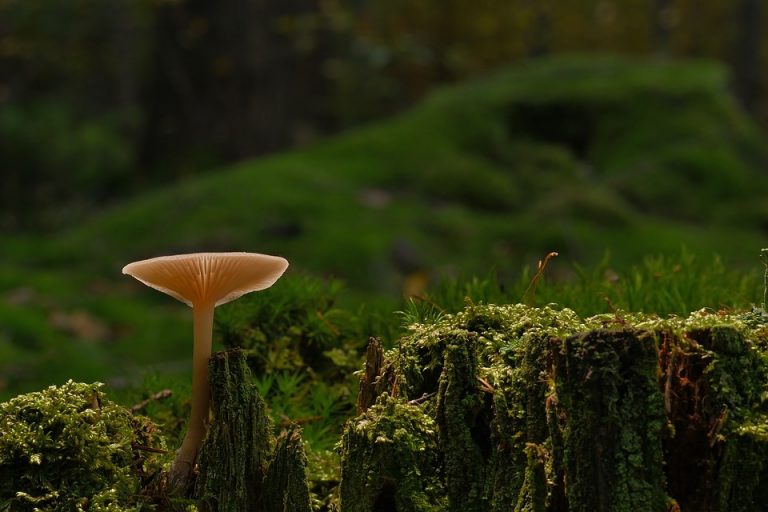 Maryland man found dead at Bahamas resort; family calls for ‘justice’