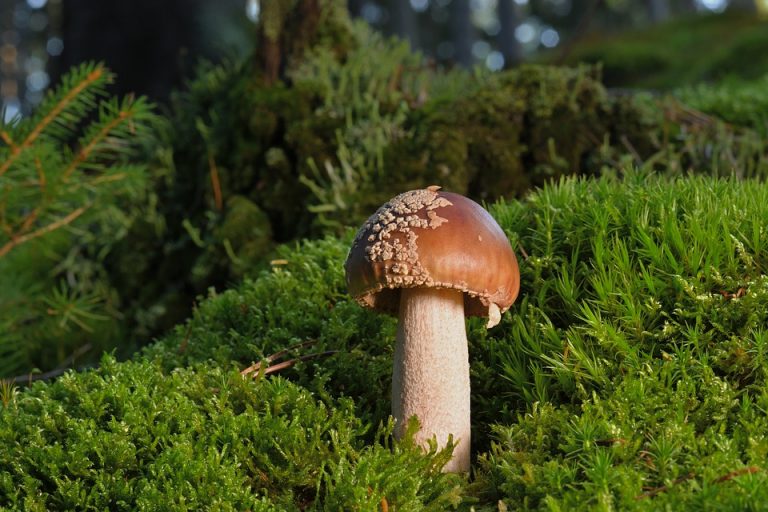 Two American tourists bitten by shark seconds after jumping in Bahamas water