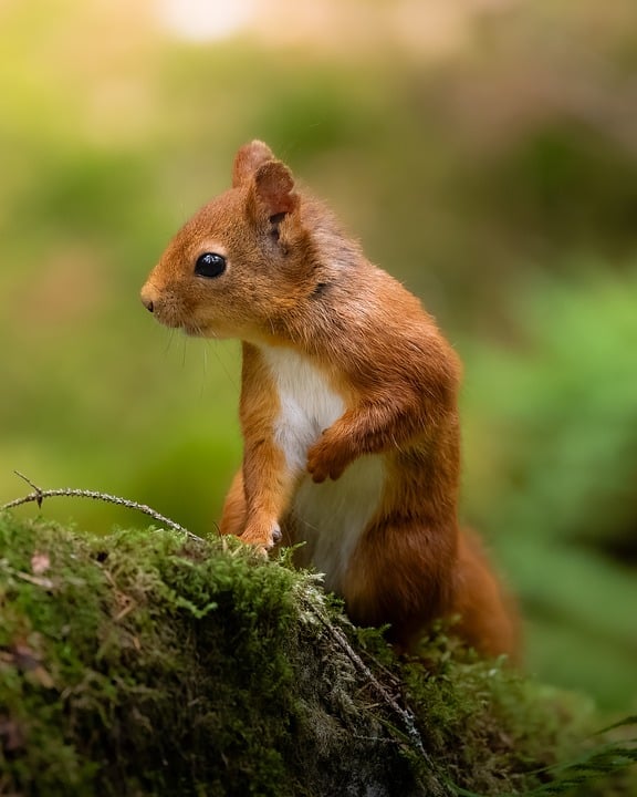 Swiss tax authority forced to buy Bahamas domain name after URL typo