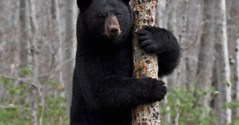 Vermont’s black bear population is the highest it’s been in 5 years