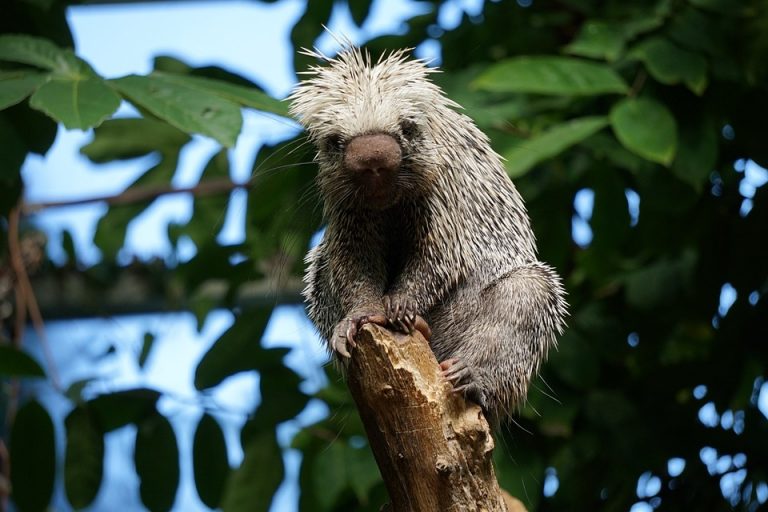 Indiana Hoosiers Crush Alabama 38-3 In 2026 Rose Bowl – Black Voice News